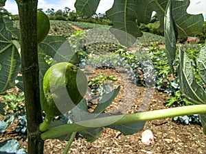 Figs in the field.