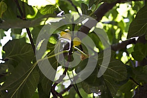 Figs on a fig tree