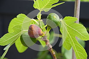 Figs on the fig tree - closeup