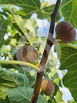 Figs on fig tree ripe in sempember autumn photo