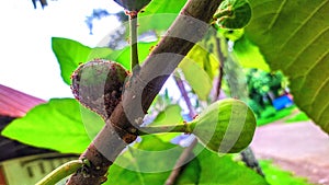 Figs fruit hanging on the tree