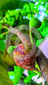 Figs fruit hanging on the tree