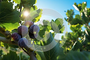 Figs grow on a tree