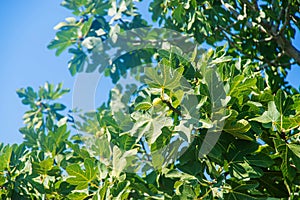 Figs grow on a tree. Selective focus.