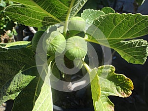 Figs Growing Bunches on Fig Tree