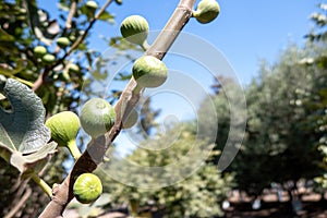 Figs growing on a fig tree. Nature background photo