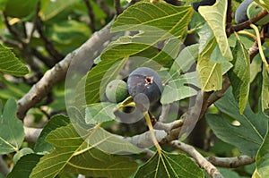 Figs growing on tree