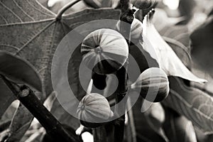 Figs growing on a tree in black and white