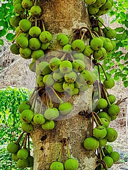 Figs growing on the trunk of a Ficus Racemosa