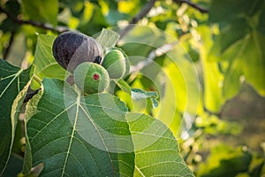 Figs hanging from tree