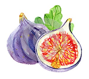 Figs isolated on white background, watercolor illustration