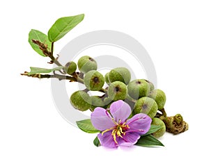 Figs. Purple, health. photo