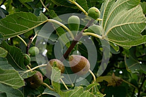 Figs ripening on a fig tree in rural Portugal