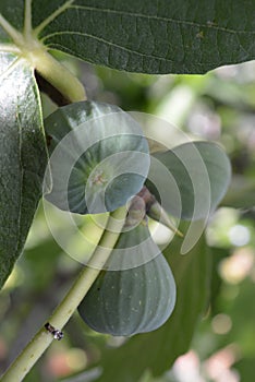 Figs Ripening on the Tree