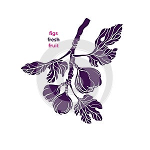 Figs symbol. Vector tree, texture fruit. Isolate