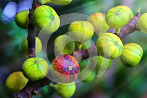Figs tree with its ripened variegated fruit.