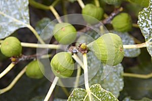 Figs in the tree with out of focus green background