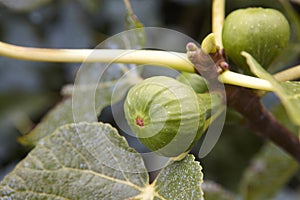 Figs in the tree with out of focus green background