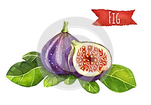 Figs, watercolor illustration, clipping path included photo