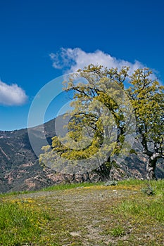 Figueroa Mountain Los Padres National Forest tree view
