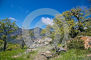 Figueroa Mountain Los Padres National Forest tree view