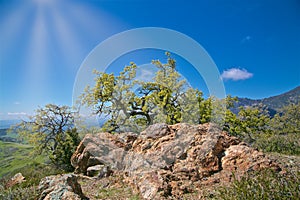 Figueroa Mountain Los Padres National Forest tree view photo