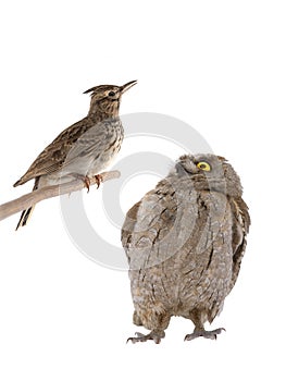 figurative picture of a portrait of an owl and a lark isolated
