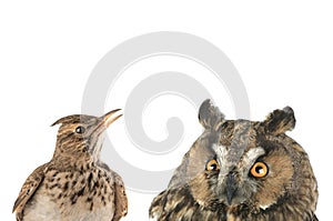 Figurative picture of a portrait of an owl and a lark isolated on a white background