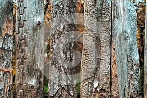 Figure bug bark beetle. Old boards. Wooden background. A fence on an autumn day nature. Old wood planks.