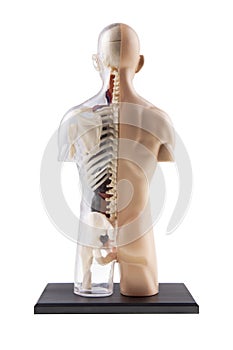 Figure Cross-Section Diagram Of Human Body - Bones and Organs