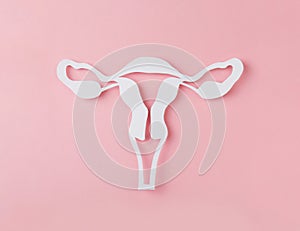 Figure of female reproductive system cutted from Paper