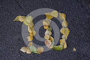 The figure of the foliage on the pavement