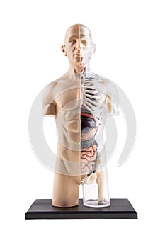 Figure Of Human Body - Bones and Organs