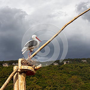 The figure of a lonely stork in a nest against the background of mountains overgrown with forest and cloudy dramatic sky/