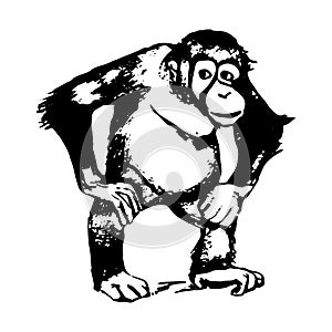 The figure of the monkey - an orangutan, graphics