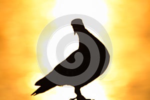 The figure of the pigeon with the sun rise background
