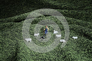 the figure of Working Sheep Dog, Herding Sheep