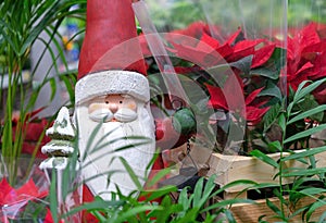 Figurine of Santa Claus with a lantern among red poinsettia flowers.