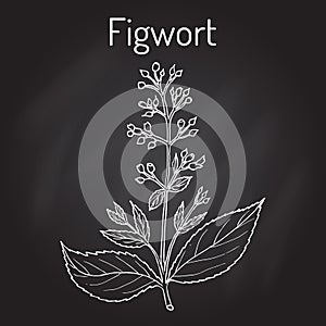 Figwort Scrophularia nodosa , medicinal and honey plant photo