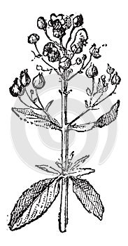 Figwort or Scrophularia, vintage engraving photo