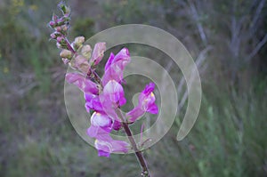 Figwort photo