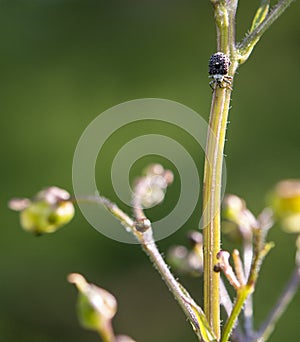 Figwort Weevil - Cionus scrophulariae photo
