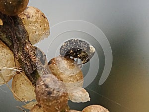 Figwort Weevil Cionus scrophulariae photo
