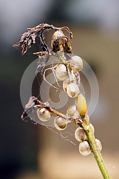 Figwort Weevil pupae photo