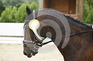 Fiirst prize rosette in a dressage horse's head