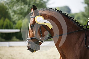 Fiirst prize rosette in a dressage horse's head