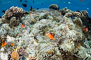 Fiji Anemonefish and Anemones