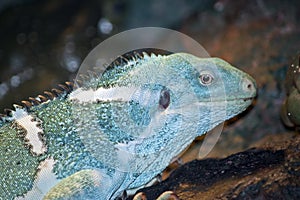 Fiji banded iguana