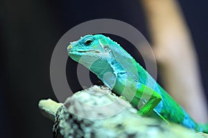 Fiji banded iguana