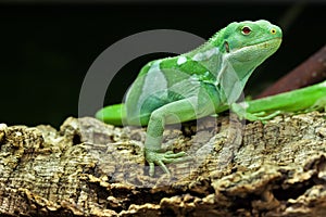 Fiji banded iguana (Brachylophus fasciatus).